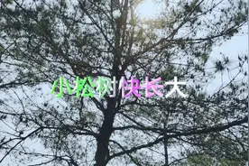 小松树快长大视频封面