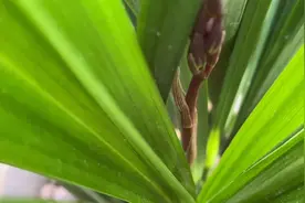 墨兰长出花剑，要注意这些养护方法！视频封面