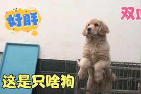 这只双血统的金毛太可爱了，跟小熊一样，我太喜欢了