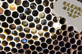 蜂友最关心的中蜂烂子病之一“欧幼”病因的分析和治疗方法视频封面