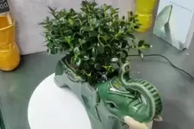 大象招财花盆视频封面