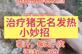 治疗猪无名发热小妙招视频封面