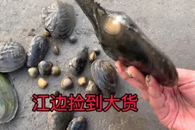 武汉长江大降十几米，江床裸露江心出现石子路，江边寻宝捡一大货视频封面