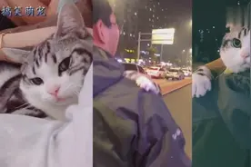小猫咪对小哥哥撒娇发嗲不停,真是太可爱了!哈哈视频封面