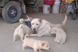 土狗脚发软怎么办？补钙打上一支消炎针，第二天就能活蹦乱跳视频封面