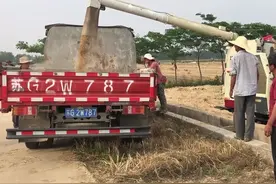 农民不易！华子家今天割麦子了，一亩地收了一千多斤，利润咋样？视频封面