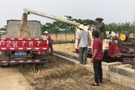 农民不易！华子家今天割麦子了，一亩地收了一千多斤，利润咋样？视频封面