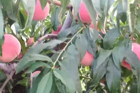 蒙阴水蜜桃8号成熟，脆甜的桃子太诱人了，价格也挺好！