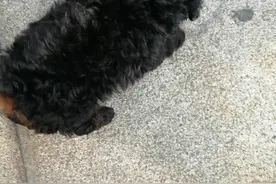 铁包金泰迪52天