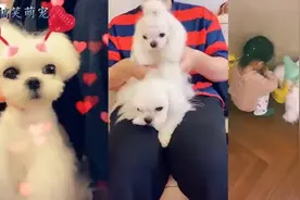 陈赫给狗狗喂食，画面太温馨，另一边的安安也太调皮了吧!哈哈视频封面