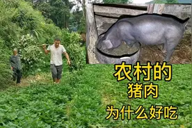 农村的猪肉为什么比养殖场里的猪好吃？看看天晴家里的猪吃的什么