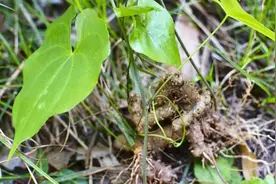农村田里的中药黄姜，根茎具有滋补作用，入药能解毒消肿视频封面