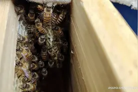 爬蜂后只剩300只蜜蜂的蛋群该怎么办？做好这几点一样养成强群蜂视频封面