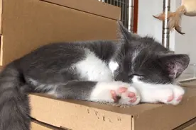 猫咪不让洗耳朵？教你一个方法，保证它分分钟听话！