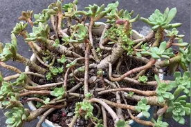 四年老多肉，度夏期间叶子掉完，秃杆子上长出新叶，多肉真顽强！