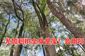 尤加利树全身都是宝，它的用处你知道多少呢？尤其是花更有价值视频封面