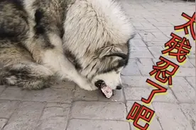 大型阿拉斯加犬，一夜间，竟然吃掉了自己的狗宝宝，是疯了吗？视频封面