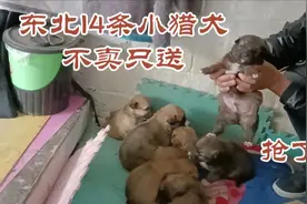 黑龙江一猎犬一窝14个崽，满月分窝，刚分近程开车就来挑抢视频封面