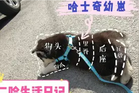 养一只哈士奇幼崽是怎样的一种体验？大家帮我看看这只二哈纯不纯