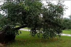 这树是活的吗？树叶无风自动，只有几片在动！有谁知道为什么吗？视频封面