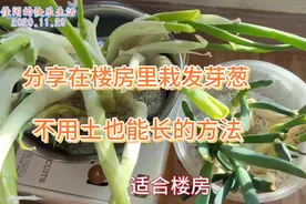 冬天在楼房想栽发芽葱，不用土载就能长的好，给大家分享好办法视频封面