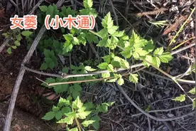 身边的草药（129），女萎（小木通），小时候我们用它治疗尿道炎