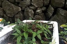 长出来的形状像肺，书名肺形草，你能说说它的作用吗视频封面