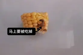 喂猫吃高蛋白大虫子，大猫不屑一顾，小猫狼吞虎咽视频封面