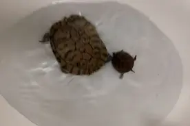 巴西龟每天都要换水，这才是正确的养护习惯视频封面