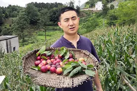 农村小伙自制工具摘李子，不到20分钟就摘了一盆，都夸这工具好用