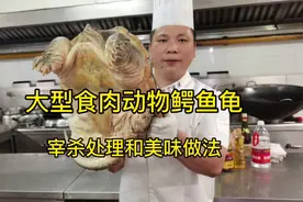 外来入侵物种鳄鱼龟，大厨分享宰杀处理技巧和美味好吃的做法