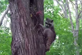 调皮的小浣熊从树上窝里掉了下来，浣熊妈妈辛苦地一个个叼上去