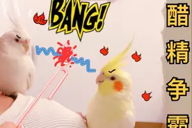 两小鹦鹉超喜欢主人，为了争宠它们疯狂操作吸管并尬舞battle！视频封面