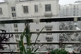 下雪了，人间四月雪花开。常州今天下大雪！视频封面