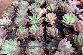 多肉植物之火焰杯-如何养护看这里