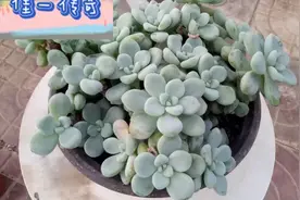 劳尔是多肉植物中比较难养的，大家来看看它到底怎么养才正宗。视频封面