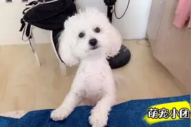 狗狗想上床睡觉，用狗语一直商量我，最终流利的语言打动了我。视频封面