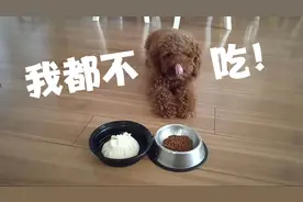 挑食泰迪饿了一天，也不吃饭！打算把自己饿死。视频封面