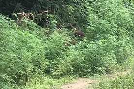 广西三匹虎自然保护区视频封面