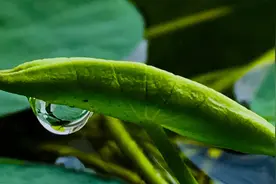 从睡莲莲子发芽，一直到荷叶长满水缸，记录30多天的生长过程视频封面