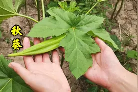 “秋葵”是个宝用它泡水喝厉害了，对人有很多好处，了解下视频封面