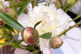 给闺女买个大玩具 没事儿弹弹琴唱唱歌 平淡生活中的小美好视频封面