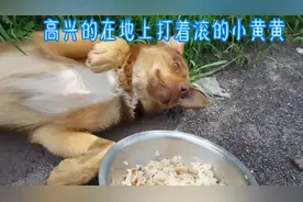 太行山上收养流浪狗，乖巧又伶俐，视为大宝贝，拌个营养餐犒劳它视频封面