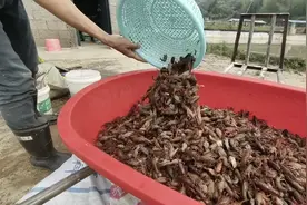 今天给甲鱼喂龙虾，自己都不舍得吃，再苦也要给它吃好的