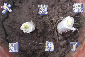 退休阿姨在家把葱根放在花盆里竟然长出葱来了，于是阿姨继续视频封面