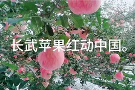 陕西苹果之乡长武县的苹果为什么卖的比洛川还快！？视频封面