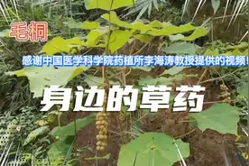 身边的草药（242），毛桐，治疗骨结核尿路感染的草药