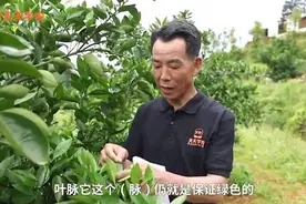 叶片都黄了，你还不知道咋回事？其实早就埋下了祸根！别再错了！视频封面