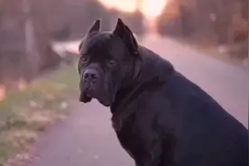 意大利皇室犬，权利和地位的象征，护卫犬中的大哥大视频封面