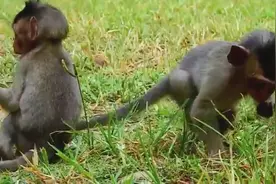 两只小屁猴公然挑衅大大出手，下一秒你想不到